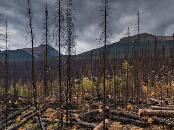 Les feux de forêt, l’eau et notre santé