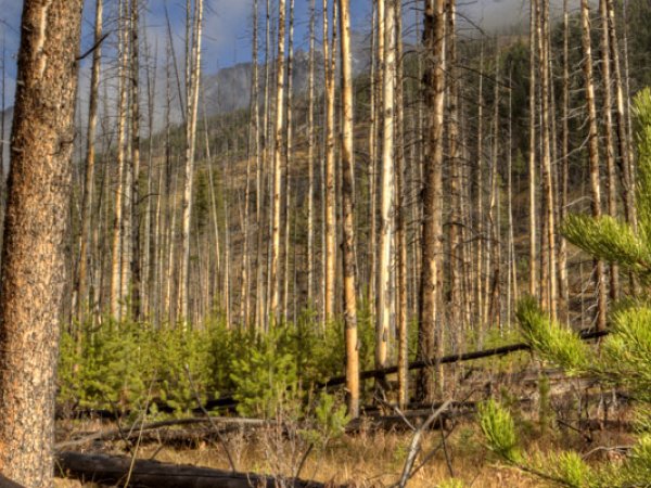 Les incendies de forêt et le changement climatique