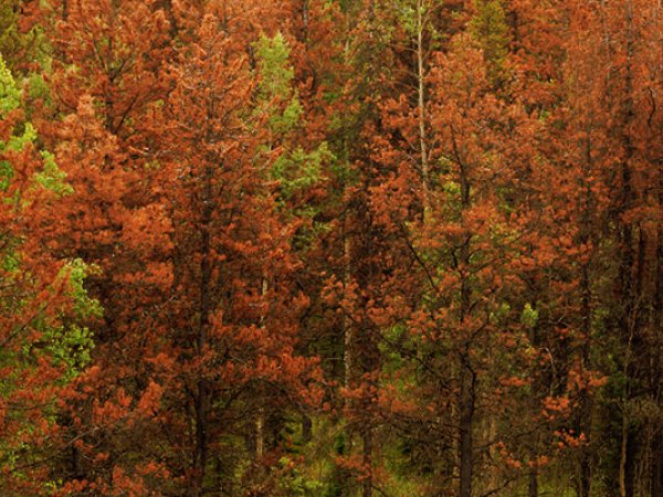 Les ravageurs forestiers et changements climatiques