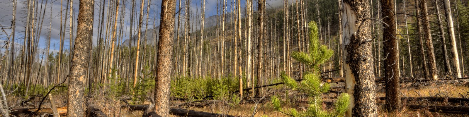 Les incendies de forêt 