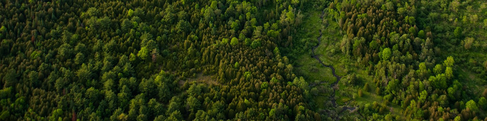 les forêts