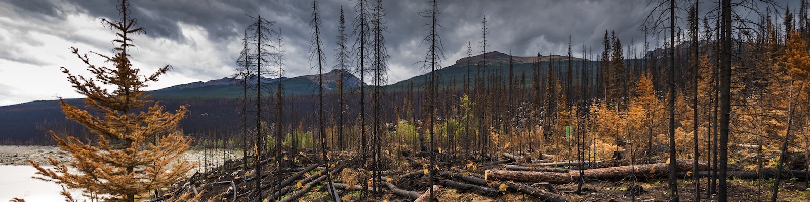 Feux de forêt : quels effets sur notre santé ?  Anses - Agence nationale  de sécurité sanitaire de l'alimentation, de l'environnement et du travail