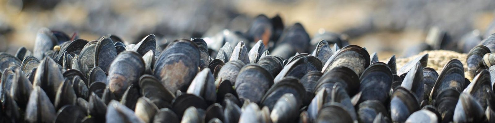 mussels